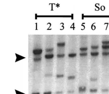 FIG. 3. Tumorigenicity of the So- and T*-core-containing viruses in NIH/Swiss mice. Parallel control experiments were performed with SL3 and SAA.