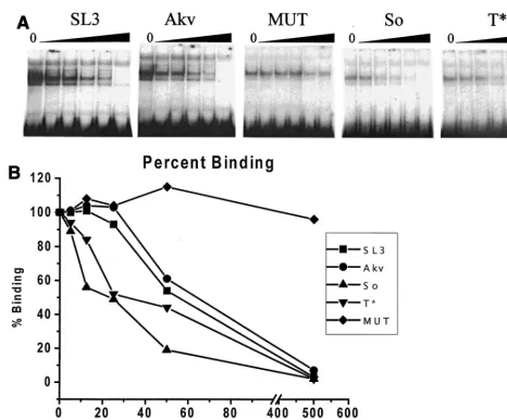 FIG. 7. Binding of CBF to viral enhancer core sequences. (A) A radiolabeled oligonucleotide containing the core element from the SL3 LTR enhancer was usedin EMSAs with crude nuclear extract from the WEHI 7.1 mouse T-cell line as a source of CBF