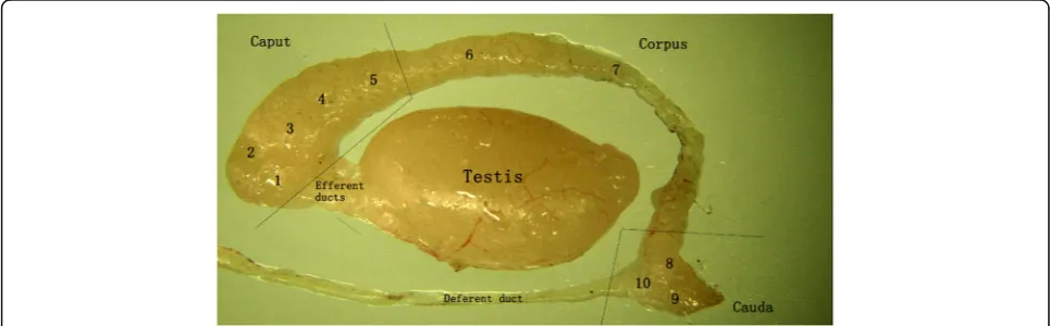 Fig. 1 Mouse testis and epididymis. The epididymis was subdivided into 10 segments (1–10): 1–5, caput; 6–7, corpus; 8–10, cauda