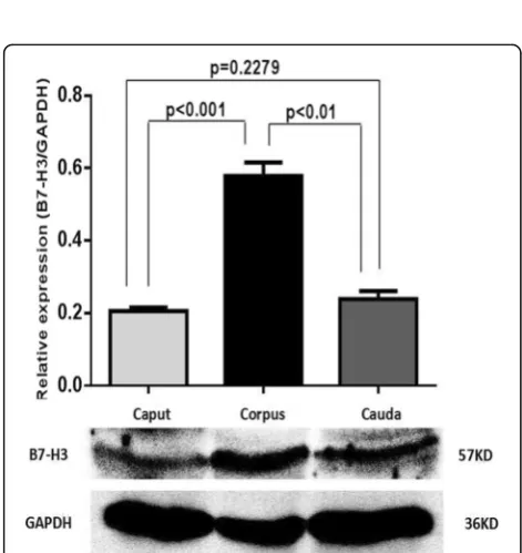 Fig. 3 The levels of B7-H3 in the caput, corpus, cauda of the epididymismeasured with ELISA