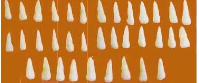 Fig. 1 : AArmamentaarium  