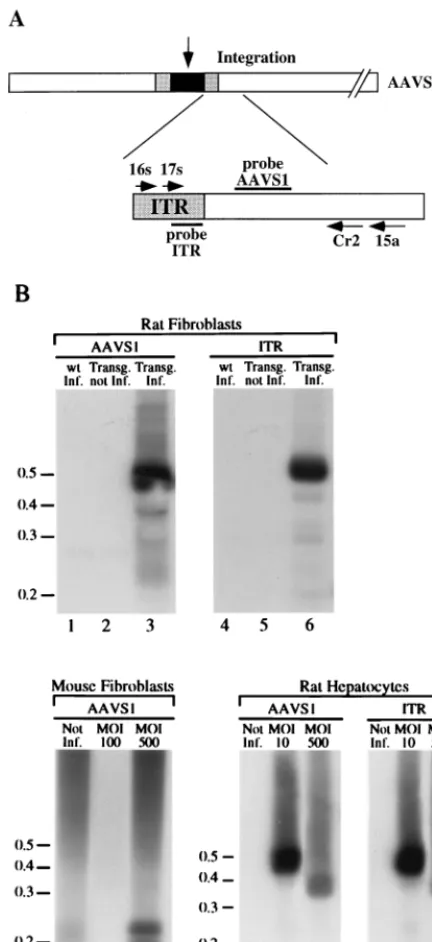 FIG. 2. PCR ampliﬁcation of ITR-AAVS1 junctions. (A) Schematic repre-sentation of the components of the PCR assay