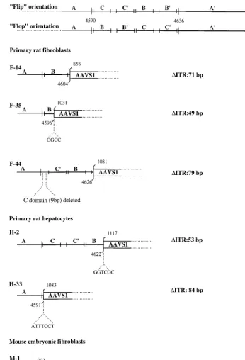 FIG. 3. Analysis of PCR-ampliﬁed AAV-AAVS1 junctions. Ampliﬁed junctions from infected primary ﬁbroblasts (F-14, F-44, and F-35) and hepatocytes (H-2 andH-33) of transgenic rats and from embryonic mouse ﬁbroblasts (M-1) were sequenced and compared with the