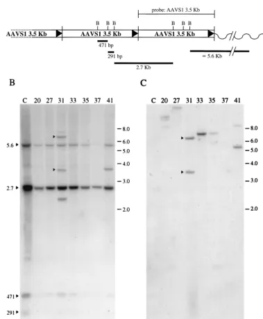 FIG. 4. Southern blot analysis of Neorconditions of transfection and DNA analysis were as described in Materials and Methods