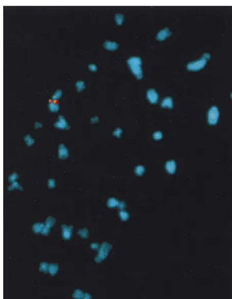 FIG. 5. In situ hybridization of metaphase chromosomes from selected clone31. Chromosome preparations were hybridized with a GFP-Neo (in red)- or