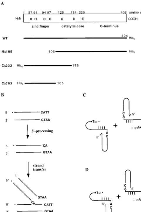 FIG. 1. Illustration of WT M-MuLV IN, mutant INs, and assays used in thisstudy. (A) Schematic representation of WT M-MuLV IN and IN mutants used