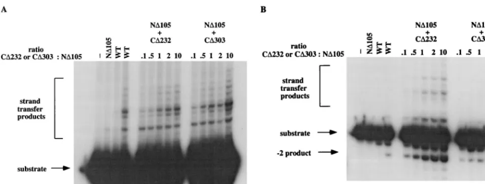 FIG. 2. Complementation of N�presence of EDTA; the reaction buffer contained 10 mM MnCl(B) Complementation of Nof C1, control buffer incubation; lane 2, 10 pmol of N105 by nonoverlapping HHCC domain protein