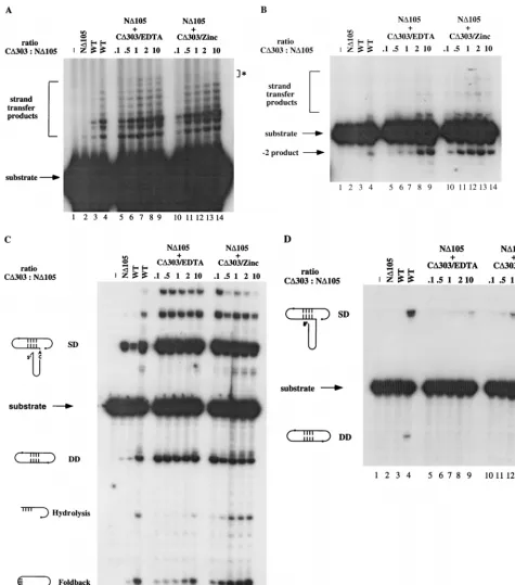 FIG. 3. Zinc stimulates C�by Ctop of each panel; all reaction buffers contained MnCl1, control buffer incubation; lane 2, 10 pmol of N10 to 14, 10 pmol of Nsame as in panel A.Complementation of N303’s ability to complement N�105