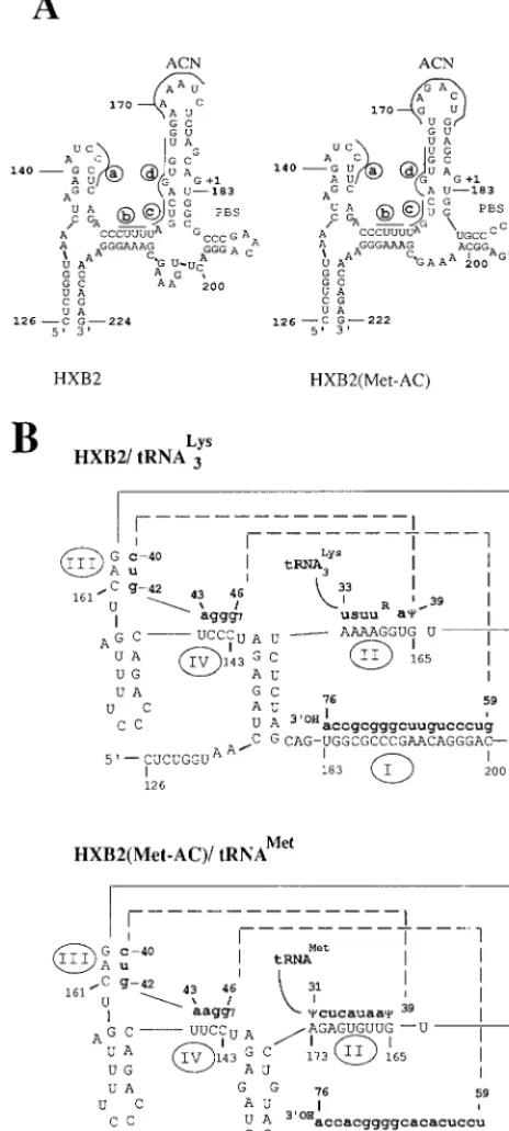 FIG. 1. RNA modeling of wild-type and mutant viral U5-PBS and U5-PBS/tRNA. (A) The viral RNA sequence of nucleotides 1 to 230 encompassing the