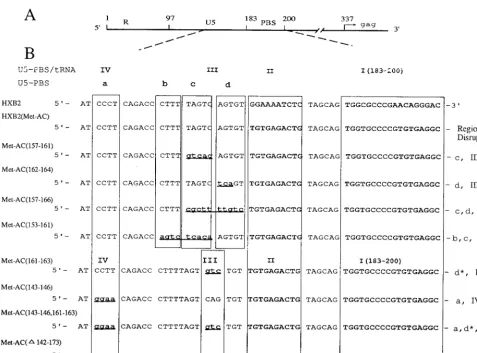 FIG. 2. Expanded view of the 5�(A) Schematic location of the R-U5-PBS region in HIV-1 genomic RNA