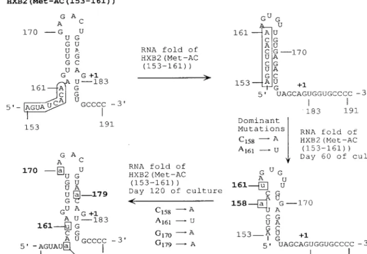 FIG. 6. Additional mutations in U5 restore the secondary structures of RNA alone in viruses derived from HXB2(Met-AC(�nucleotides 142 to 173 in the context of secondary structure of HXB2(Met-AC)