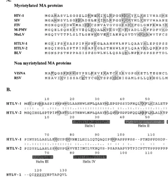 TABLE 1. Phenotypes of HTLV-1 MA mutantsa