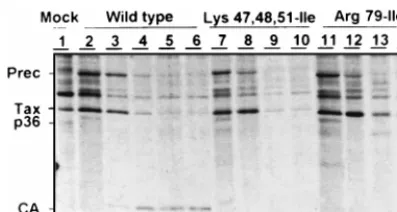 FIG. 5. Immunoﬂuorescence staining of HTLV-1 Gag proteins in transfectedcells. (A) Negative control; (B) wild-type provirus; (C) Gly2-Ala; (D) Arg7-Leu;