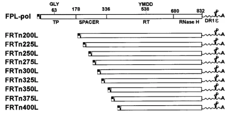 FIG. 6. Transcomplementation assays with RT amino-terminal deletions. Sf9insect cells were coinfected with baculoviruses expressing FTPc199 and the