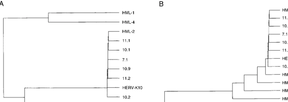 FIG. 2. Phylogenetic analysis of the HERV-K RT genes. For this comparison with known HML representatives, we used the 600-bp internal RT fragment ampliﬁedby the MOP-2 primer set (Fig