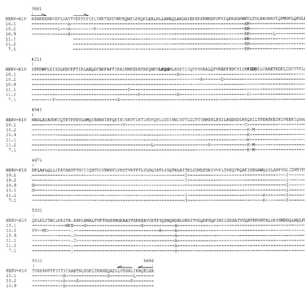 FIG. 3. Alignment of the HERV-K RT amino acid sequences. The prototype HERV-K10 is shown at the top