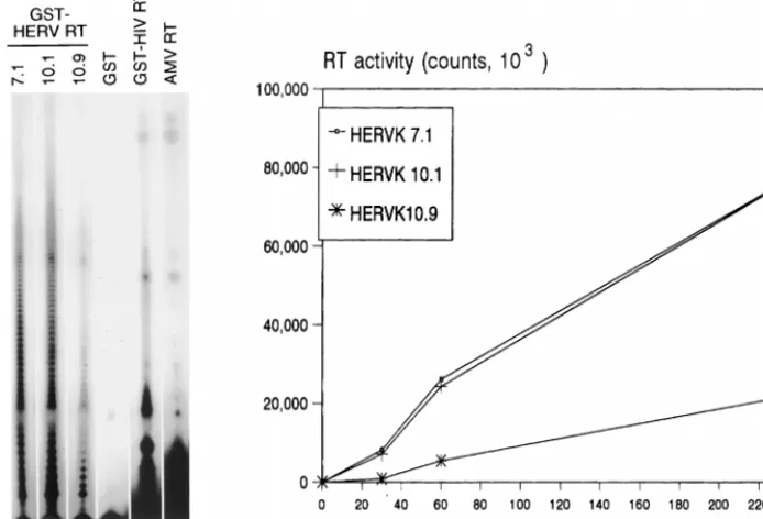 FIG. 6. Kinetics of reverse transcription and processivity the HERV-K RT enzyme. (Left) HERV-K RT samples of clones 7.1, 10.1, and 10.9 were used in thestandard poly(rA)-oligo(dT) assay, and the length of the cDNA products of the HERV-K RT enzymes was analyzed on a denaturing sequencing gel (lanes 1 to 3) and