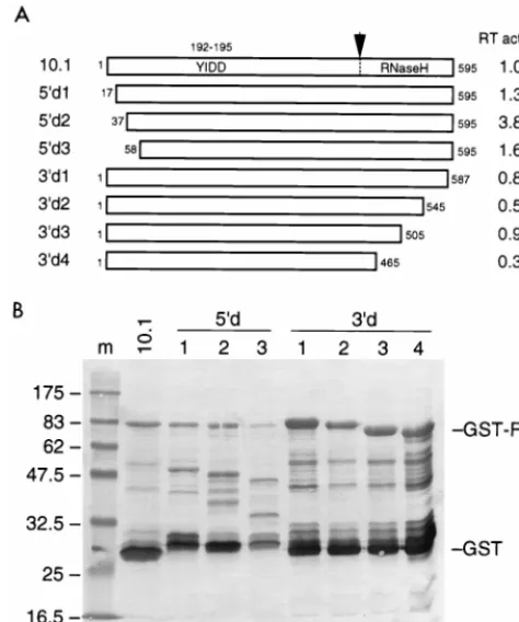 FIG. 7. Deletion mapping of the HERV-K RT domain. (A) The HERV-KRT gene of clone 10.1, which expresses a relatively active RT enzyme, was used