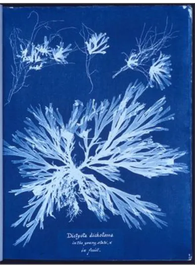 Figure 5. Excerpt from British Algae: Cyanotype Impressions.Source: New York Public Library, photo by Anna Atkins