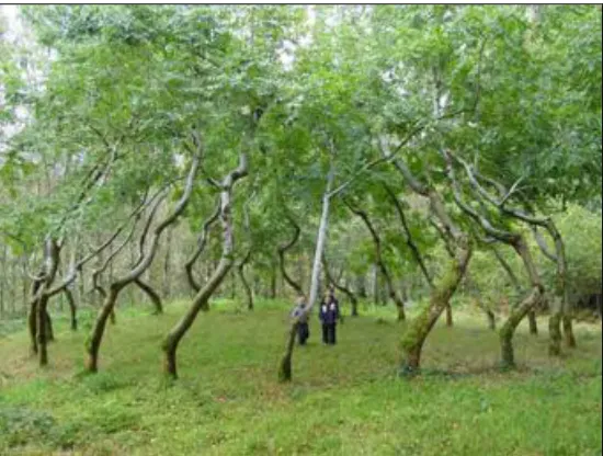 Figure 9. Ash Dome. Source: Coetir Mynydd.  