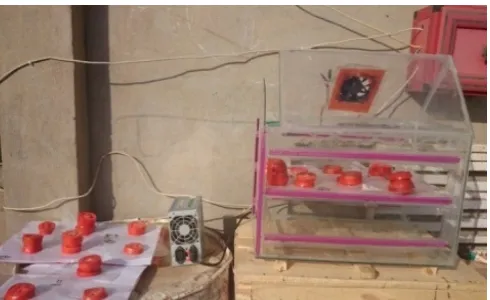 Figure 1  Solar dryer and solar open drying of tomatoes slice 