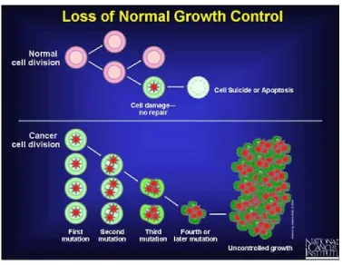 Fig No:5   Understanding series of Cancer and normal Cell division 