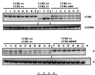 FIG. 2. RT-PCR analysis of chemokine receptor RNA. RNA was isolated from PHA–IL-2-activated donor PBMC of the indicated genotype