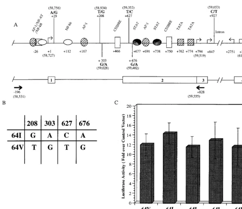 FIG. 7. Effect of CCR2et al. (28), with addition of the four polymorphisms frequently found in this region (36)