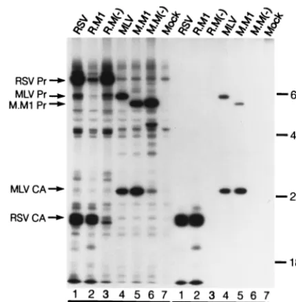 FIG. 2. Expression of RSV and MLV Gag derivatives. COS-1 cells in 35-mmdishes were transfected with the indicated DNAs and labeled 48 h later with