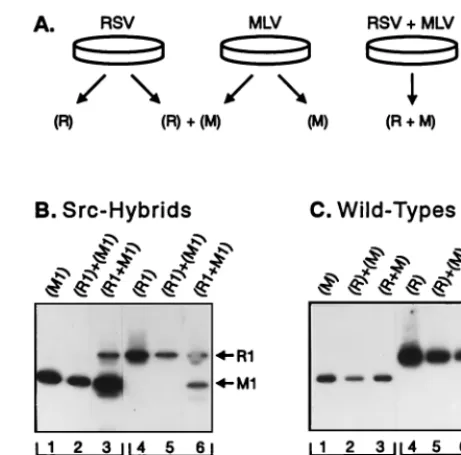FIG. 4. Coimmunoprecipitation analysis of RSV and MLV Gag proteins. (A)Diagram of the transfection and mixing protocol