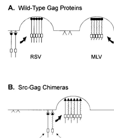 FIG. 5. Distinct sites utilized by Gag proteins during particle assembly on theplasma membrane