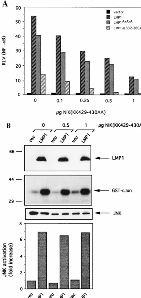 FIG. 6. NIK is a component of LMP1-mediated NF-�B but not JNK signal-ling. (A) Transfection of kinase-inactive NIK [NIK(KK429-430AA)] blocks
