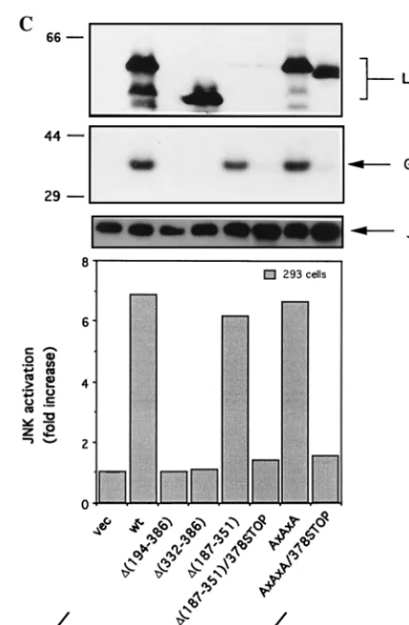 FIG. 1. The last 8 aa of LMP1 are critical for JNK and NF-B signalling. (A)vector HA-p46SAPKnoprecipitated from 250assays were performed as described in Materials and Methods