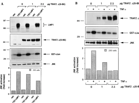 FIG. 4. Involvement of TRAF2 in LMP1-mediated JNK activation. (A) The effects of dominant-negative N-terminally deleted TRAF2 [TRAF2�CD40-mediated JNK activation
