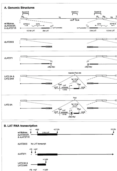 FIG. 1. Construction and structure of LAT2.9A. (A) The top panel (wt McKrae, dof wild-type McKrae and the wild-type marker-rescued virusesshort