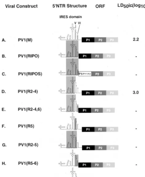 FIG. 1. PV1/HRV2 chimeras featuring heterologous or synthetic IRESes ofvarious composition