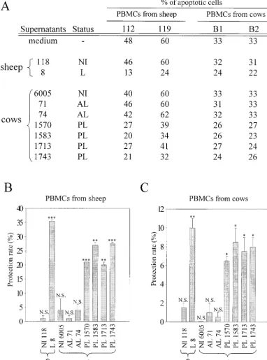 FIG. 5. Protection of ovine and bovine uninfected PBMCs by culture supernatants from PBMCs from cows with PL