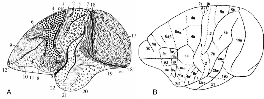 Figure 1. A: Brodmann cytoachitectonic map of  cercopithecus (1905). B: Vogt and Vogt architectonic  map (from (Cipolloni and Pandya 1999))  