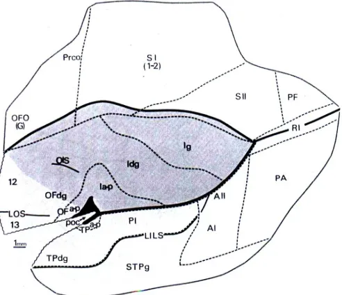 Figure 3. Architectonic map of the insula and surrounding regions. Abbreviations: AI, first auditory  area; AII, second auditory area; CS, central sulcus; I, insula; Ia-p, insula agranular periallocortical; Idg insula dysgranular, Ig, insula granular; OF, 