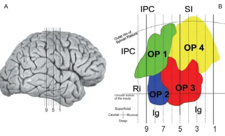 Figure 5. The location of areas OP 1-4 in according with (Eickhoff, Schleicher et al. 2006)