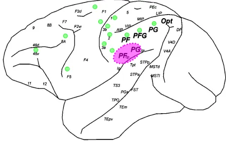 Figure 6. OP connectivity map summarizing anatomical connections. The parcellation scheme is the one proposed in (Pandya and Seltzer 1982) anche the image was taken and adapted form (Caspers, Eickhoff et al