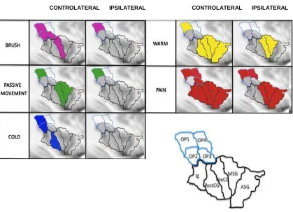 Figure 9. SII/insula. Right: Ipsilateral activation of SII/insula. (Mazzola, Faillenot et al