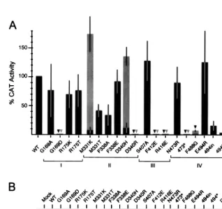 TABLE 1. Plasmids encoding mutant NPs of theinﬂuenza virus A/Victoria/3/75a