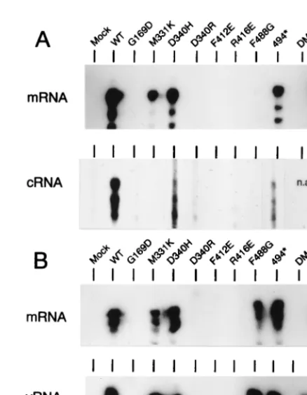FIG. 3. Accumulation of virus-speciﬁc RNA products in cells expressing re-combinant core proteins