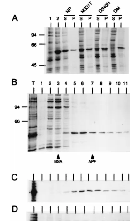 FIG. 4. Sedimentation analysis of mutant NPs. COS-1 cells were infectedwith vTF7-3 and transfected individually with the different pGEM-NP-derived