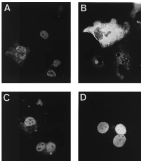 FIG. 6. RNA-binding activities of mutant NPs. (A) COS-1 cells were infectedwith vTF7-3 and transfected with either plasmid pGEM-NP (NP) or mock-