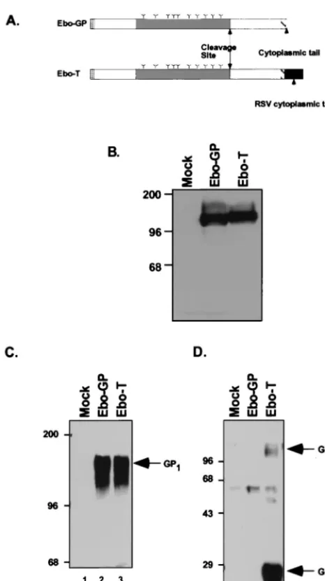 FIG. 1. (A) Schematic diagram of the predicted protein products of pCB6-EboGP and pCB6-Ebo-T