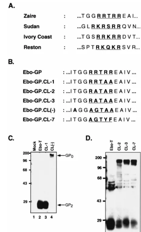 FIG. 3. Identiﬁcation of the Ebo-GP endoproteolytic processing site. (A)Comparison of the conserved dibasic motifs in the envelope glycoproteins of all