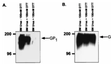 FIG. 4. GP cannot be dissociated from virions by denaturation or reduction.transfection of 293T cells