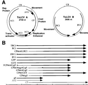 FIG. 1. Genome organization and schematic representation of constructs of ToLCV used in this study